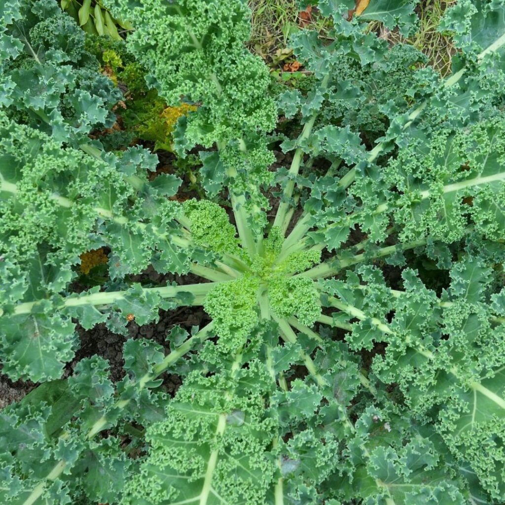 Kale growing on the ground