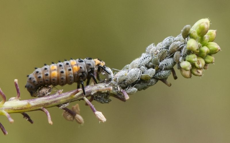 Ladybug larva eating aphids