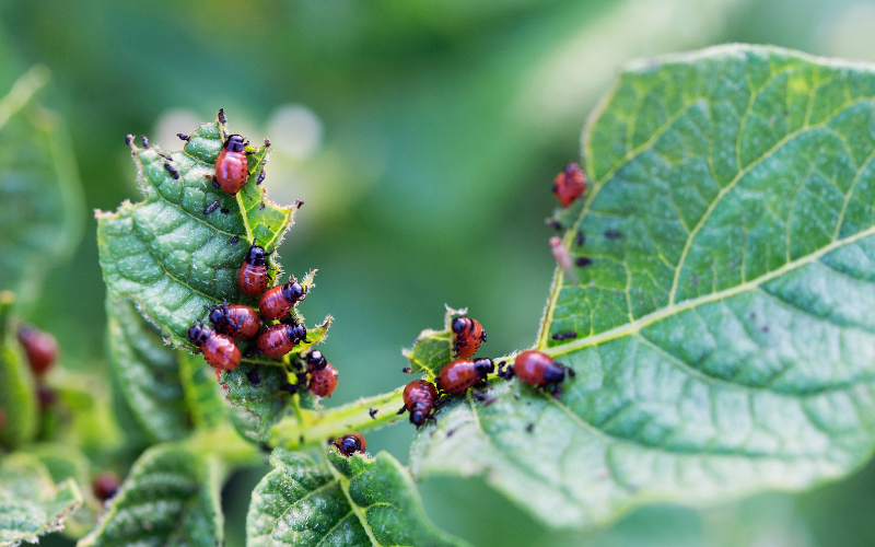 Larvae of Colorado potato beetle feeding on potato leaves