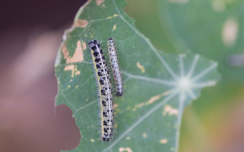 Larvae of the large white cabbage butterfly 2