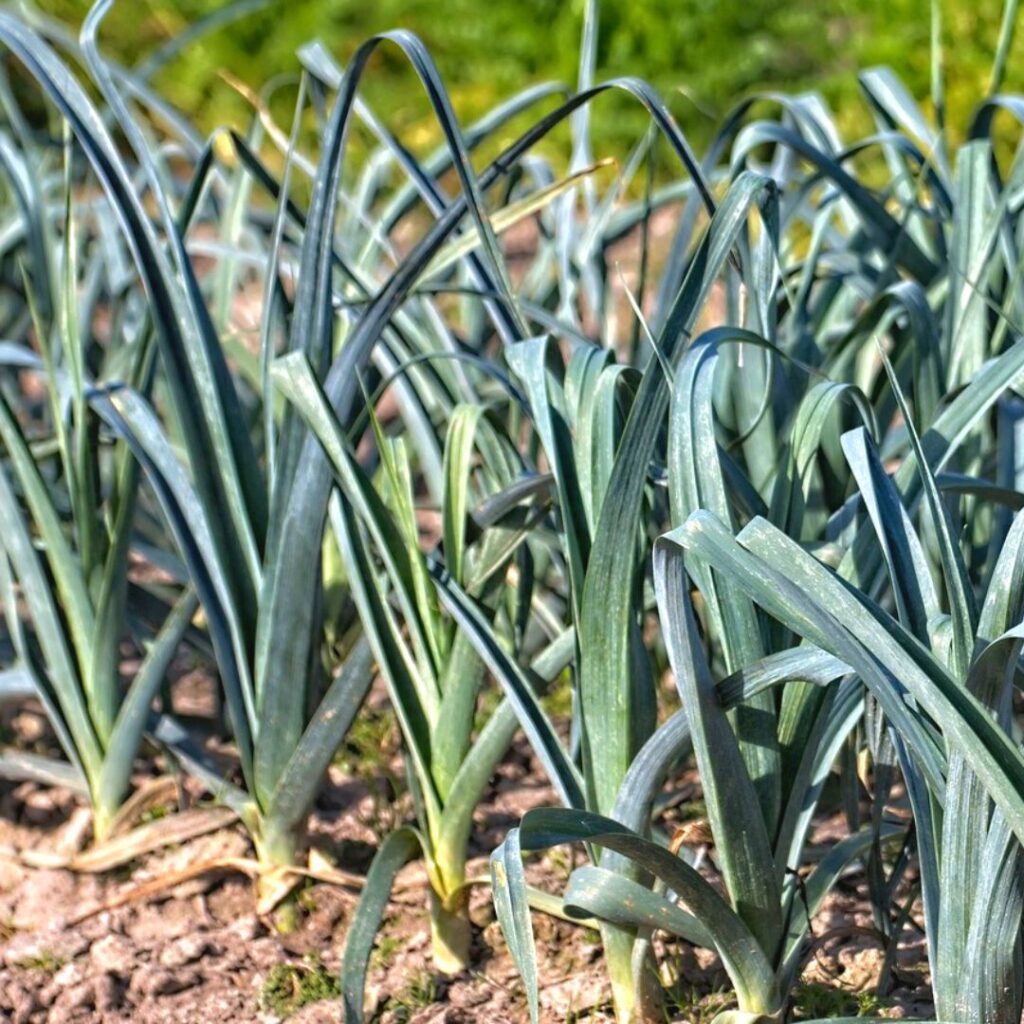 Leeks growing on the ground