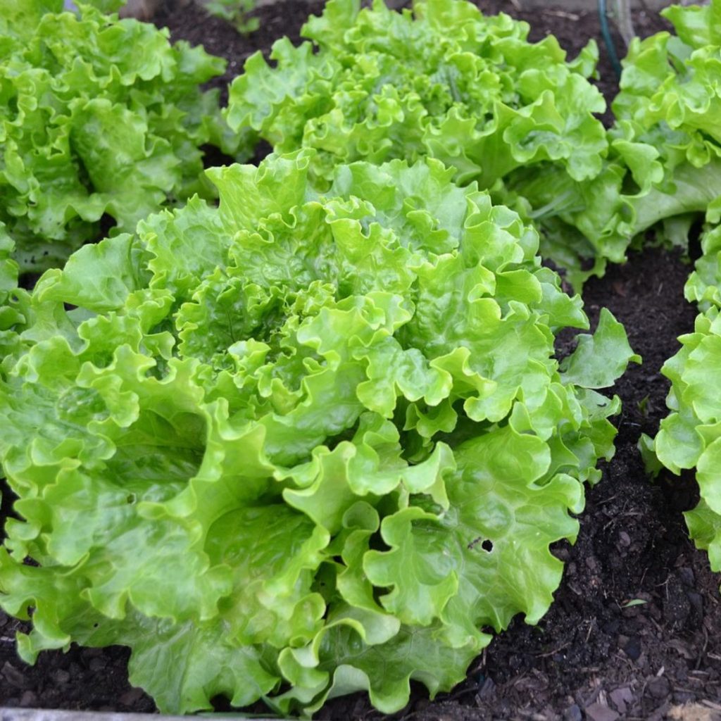 Lettuce growing on the ground
