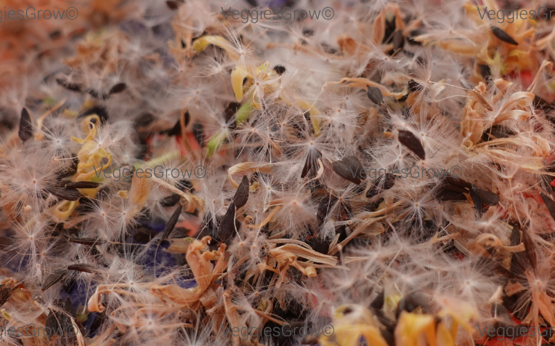 Lettuce Seeds