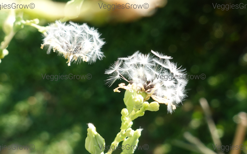 Lettuce seed head