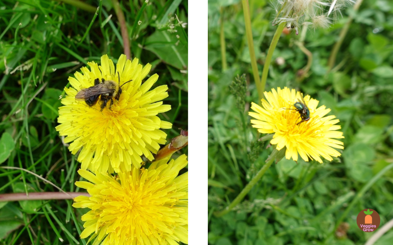 How do you live with dandelions? Pollinator on dandelion