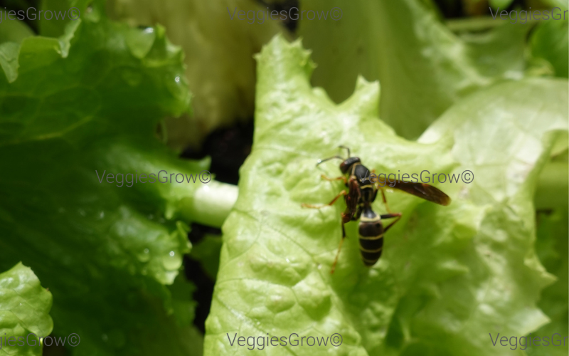 Predatory wasp on lettuce