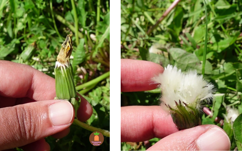 How do you live with dandelions? Remove before dandelion seed heads open