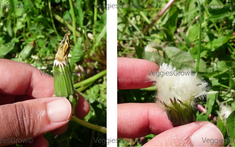 Remove dandelions at this stage