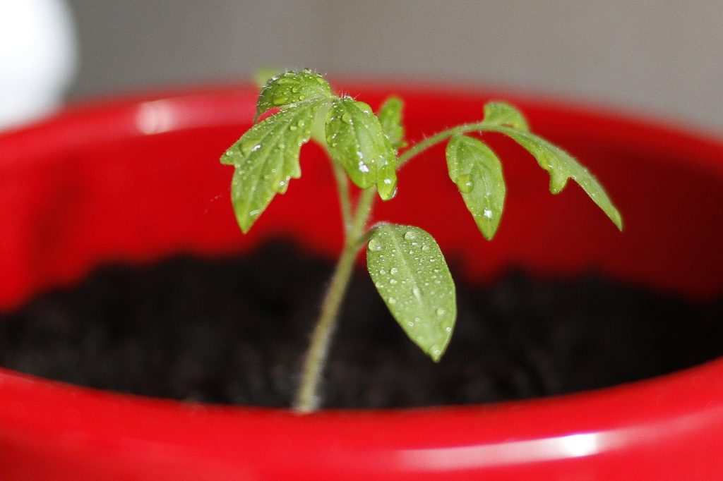 Single Tomato Seedling in a Container