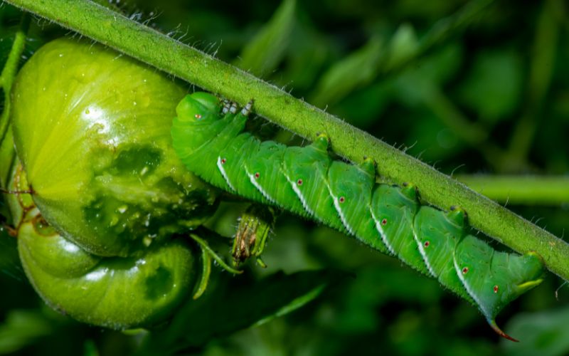 Tobacco hornworm on tomato