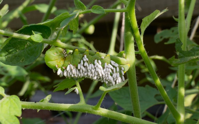 Tomato hornworm infected with braconid wasp