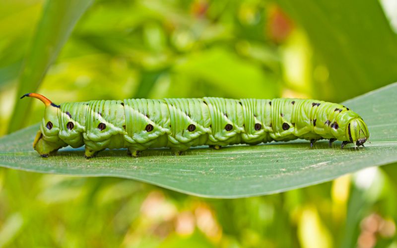 Tomato hornworm