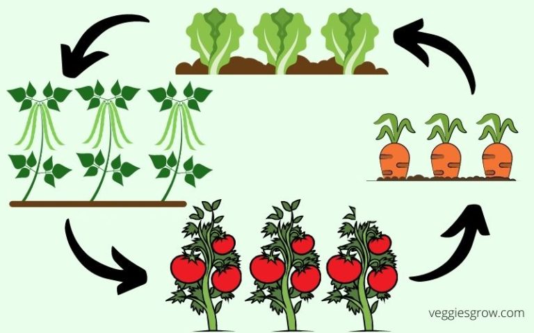 what-is-crop-rotation-and-why-is-it-important-veggies-grow