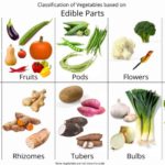 Classification of Vegetables based on Edible Parts