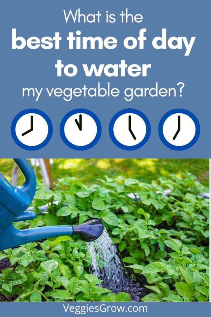 How Often You Need to Water Your Vegetable Garden