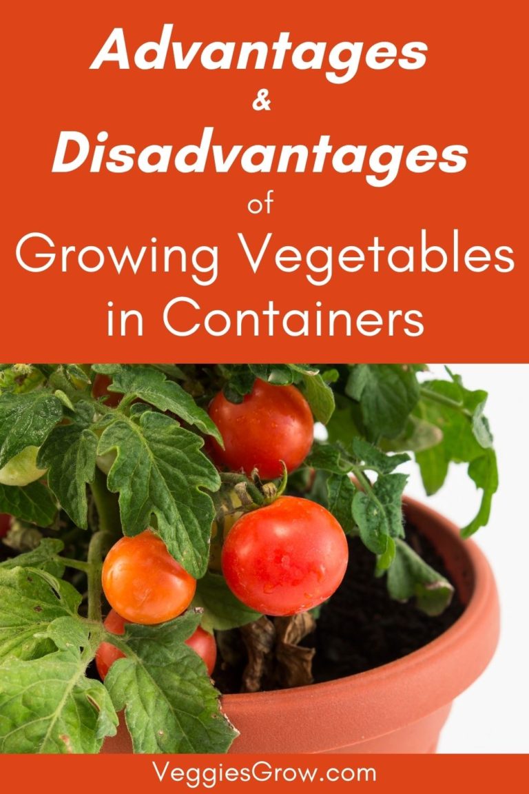 Advantages and Disadvantages of Container Gardening for Vegetables ...