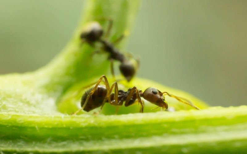 Ants in the vegetable garden: good or bad?