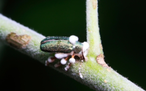 Beauveria bassiana infected beetle