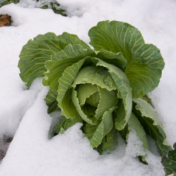 Cabbage growing in snow