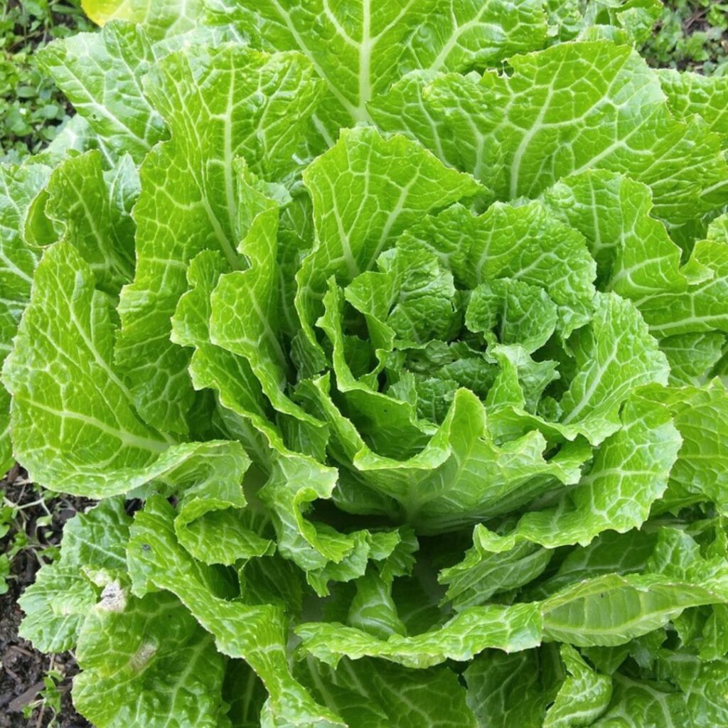 Chinese cabbage growing on the ground