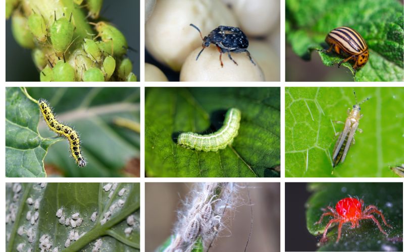 25+ common vegetable garden pests every gardener should know about