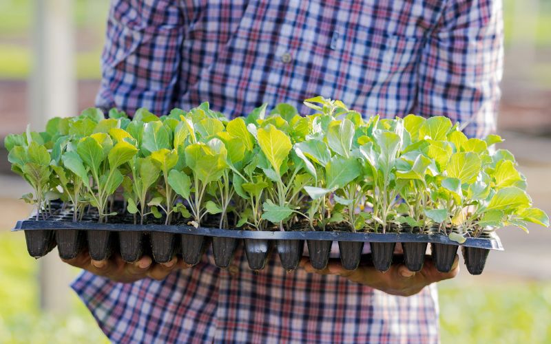 How to harden off seedlings before planting them outside and why it’s important