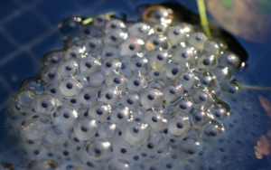 Frog eggs in the water