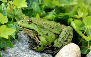 Frog on a rock in a thick vegetated area