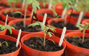 Growing Tomato Seedlings