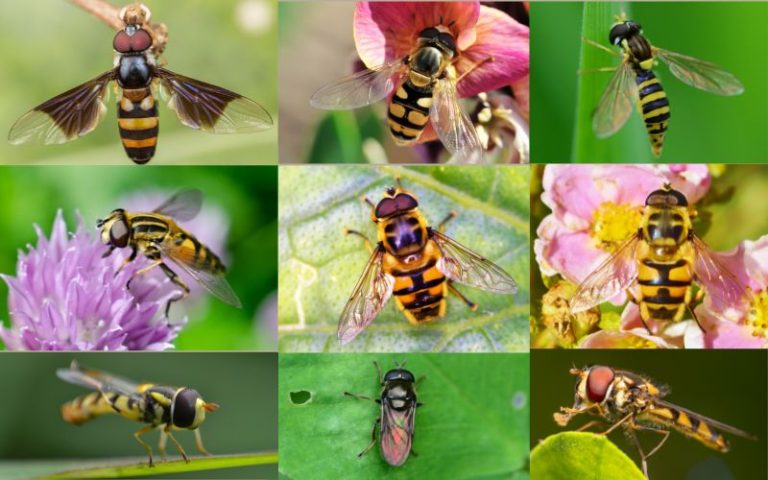 Need help with pollination and pest control? Attract hoverflies to your ...