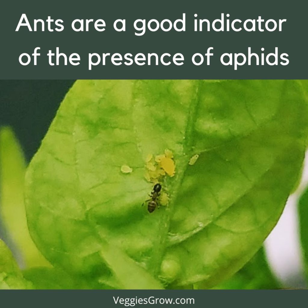 I Ants indicate aphids 1