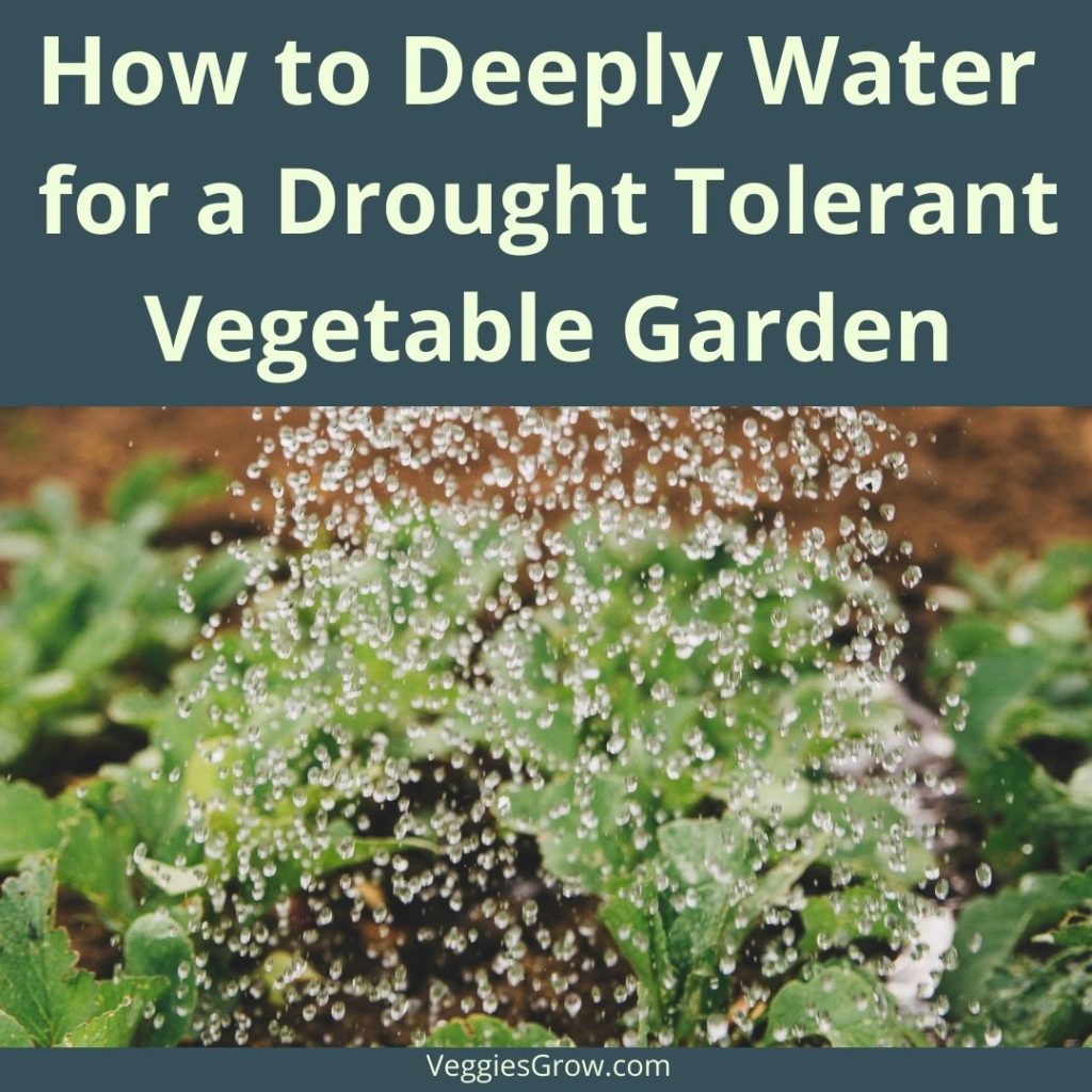 I Deeply Water for a Drought Tolerant VG