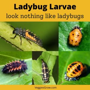 Ladybug larval and pupal stages