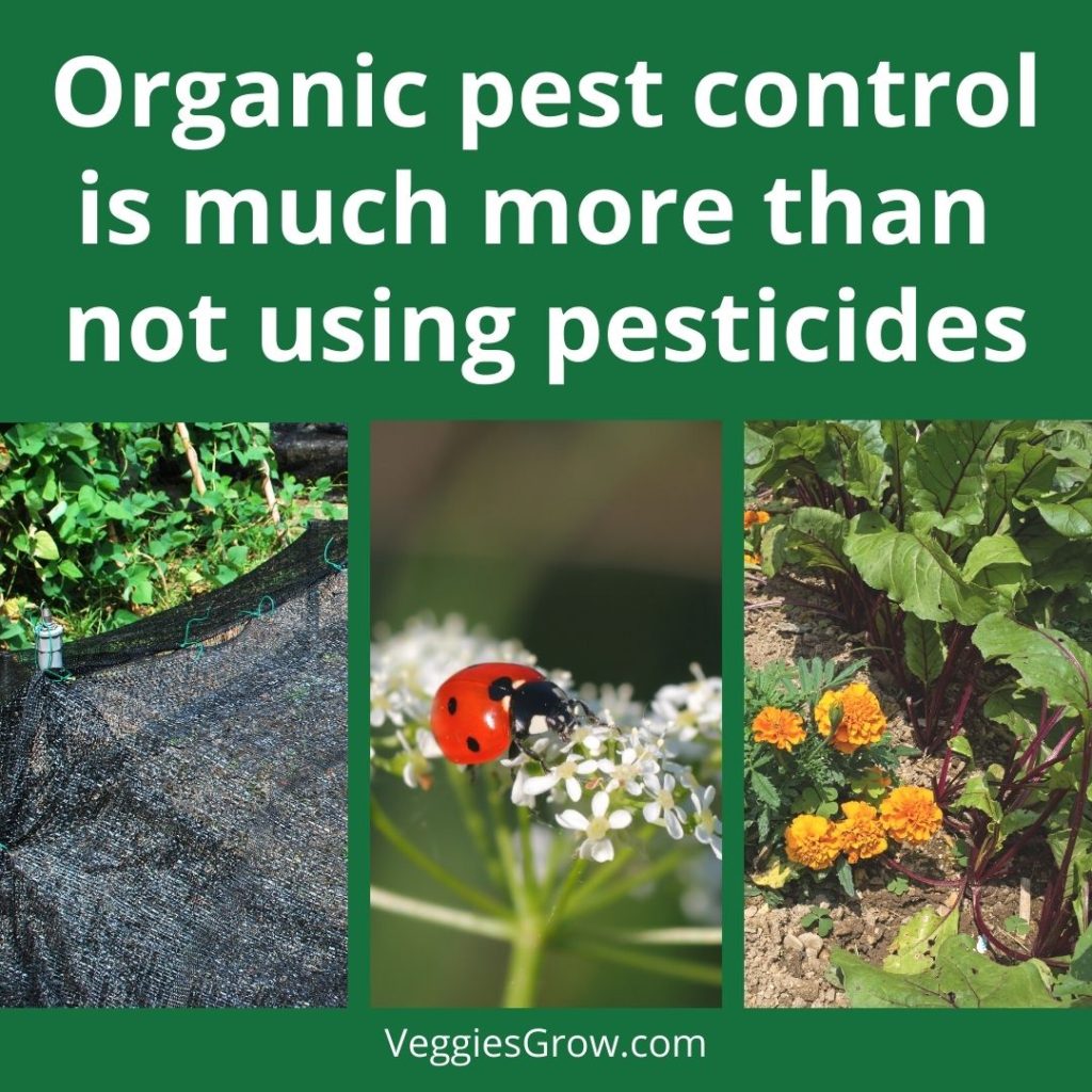Different ways of implementing organic pest control: Barriers, Beneficial Insects, and Companion planting