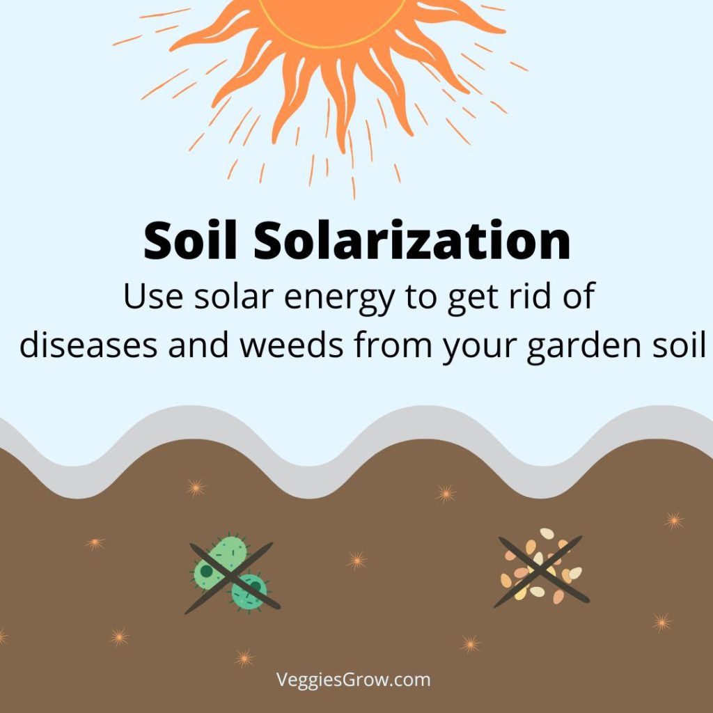 I Soil Solarization detailed