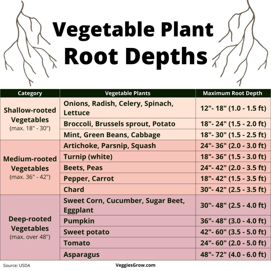 I Vegetable Root Depths Chart