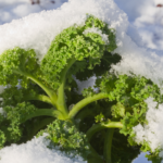 Kale covered in a thick sheet of snow