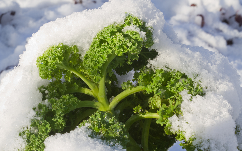 7 cold resistant brassica vegetables that are perfect for your cold weather garden