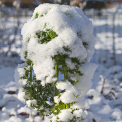 Kale growing in snow 1