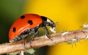 Ladybug eating an aphid