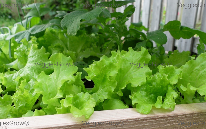 Lettuce in a raised bed