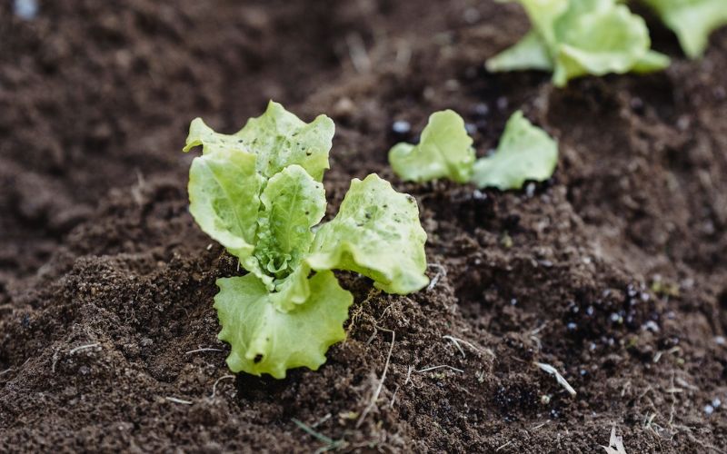 How to transplant vegetable seedlings for strong and healthy plants