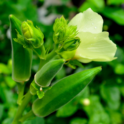 Okra and flower on a plant