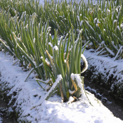 Onions in snow