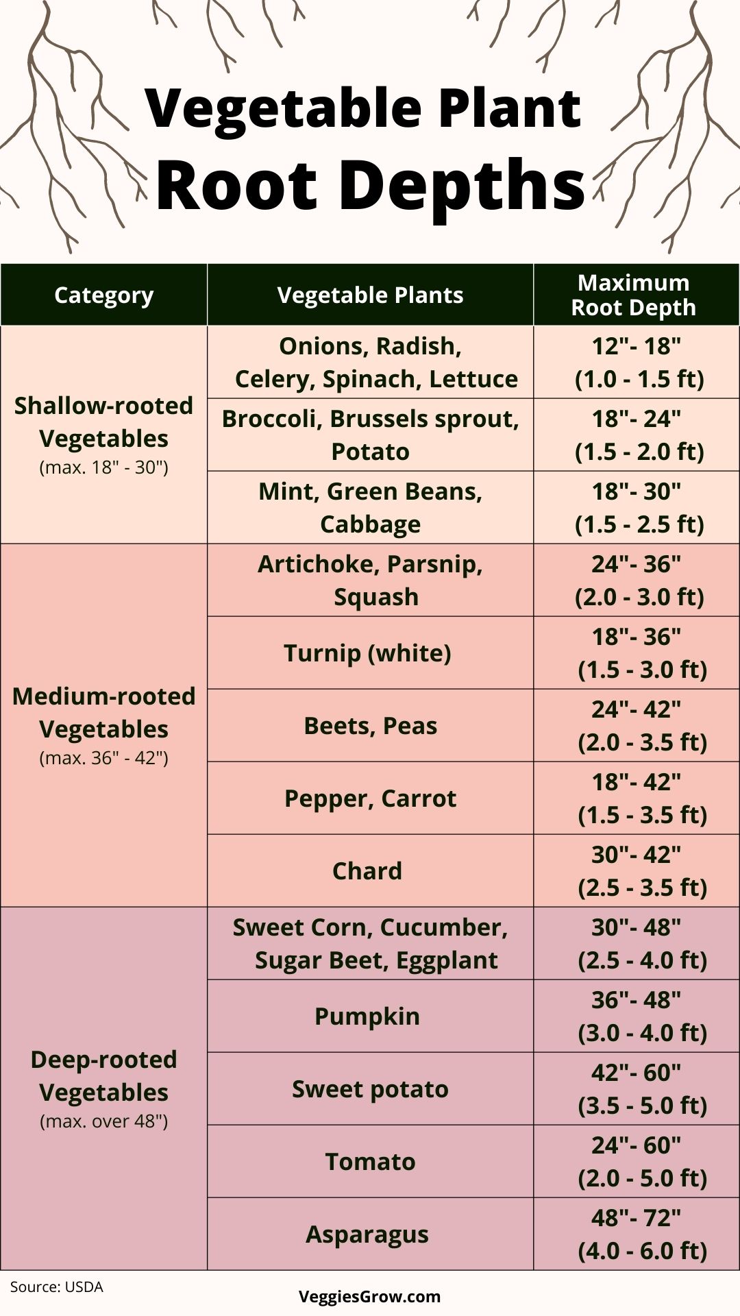 Vegetable Root Depths Find Out How Deep Your Roots Can Grow and Why it