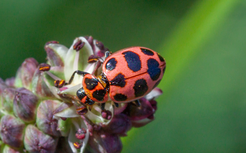 Pink spotted lady beetle Coleomegilla maculata