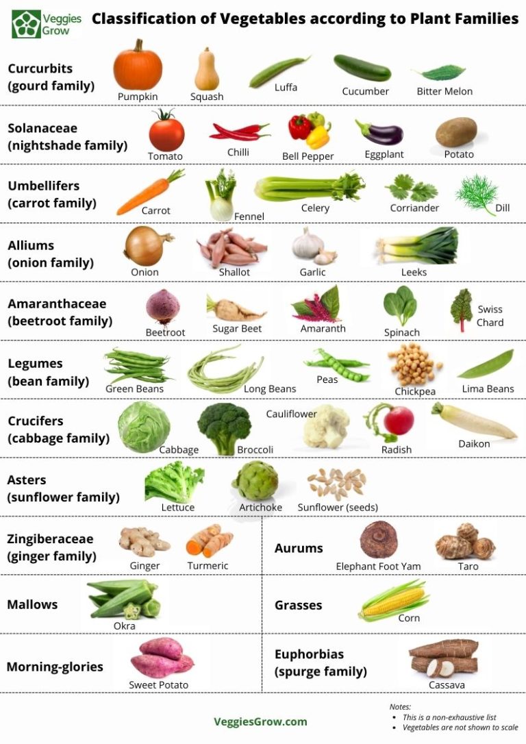 Classification of Vegetables according to Plant Families Veggies Grow