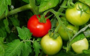 Red and green tomatoes on a plant