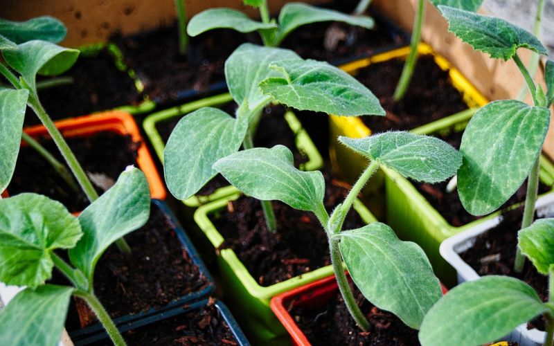 Waiting too long to transplant your vegetable seedlings could be a mistake