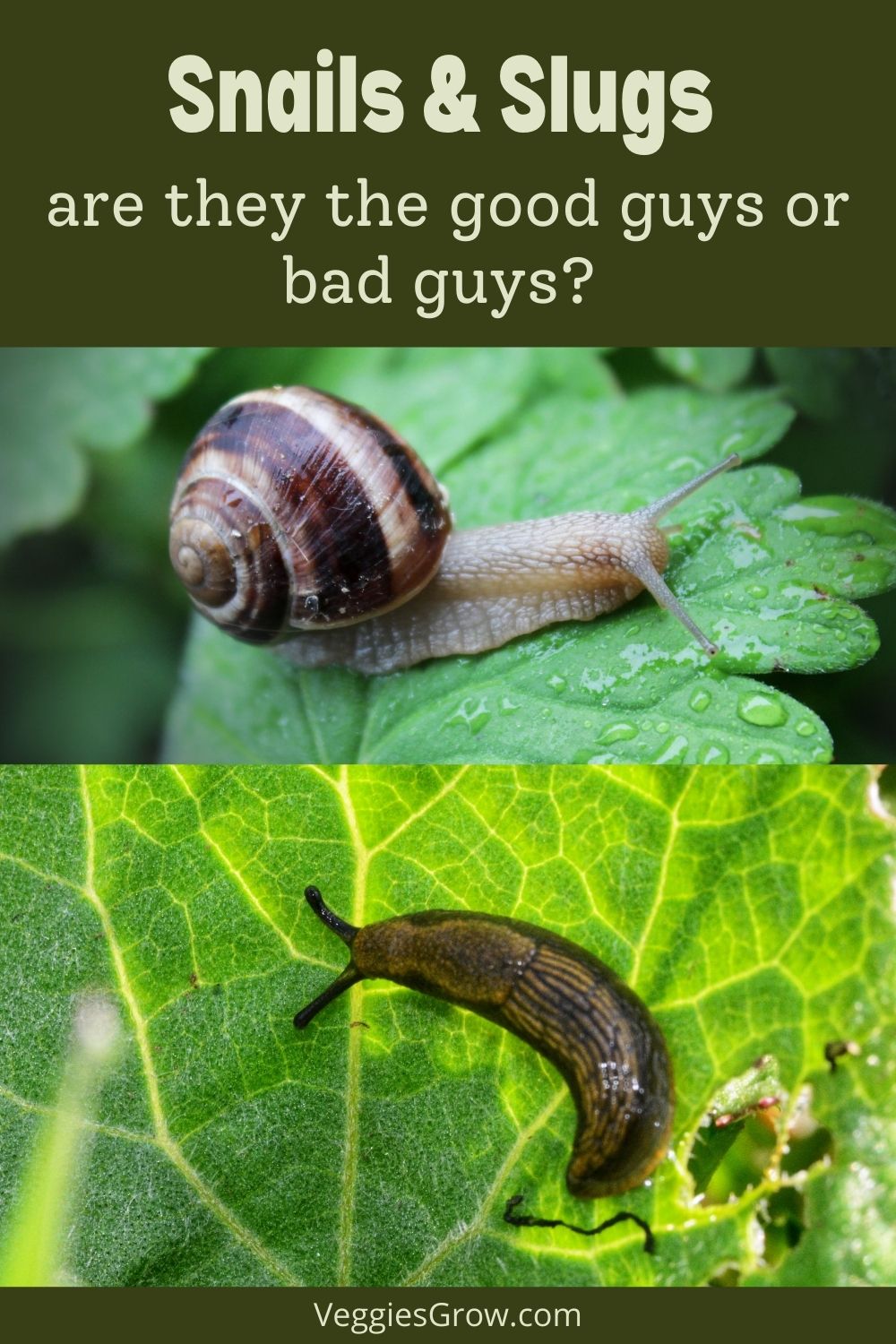 Slugs and snails can be good for your vegetable garden if kept under